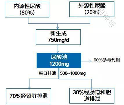 最新尿酸标准及其论述概览