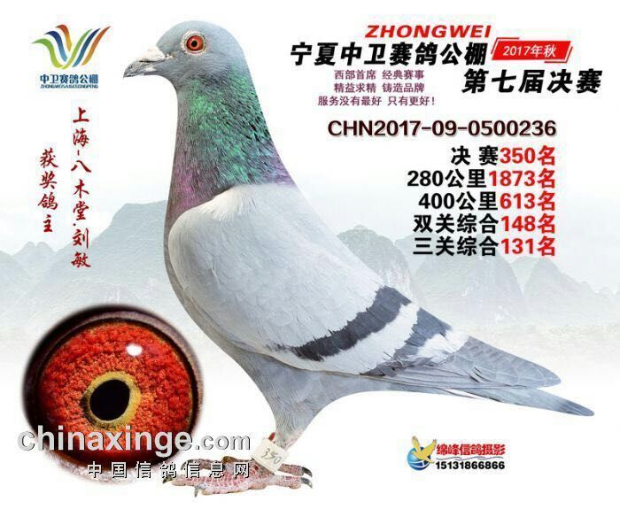 中卫赛鸽公棚最新公告发布，最新动态一网打尽