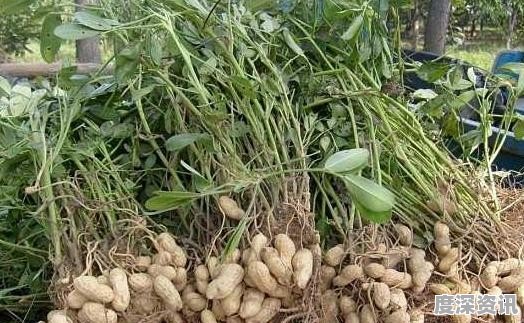 花生果最新价格及获取指南