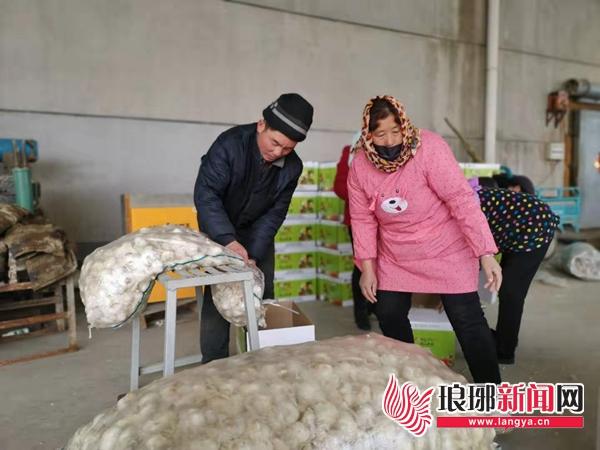 苍山蒜苔最新价格，时代印记与市场的脉动
