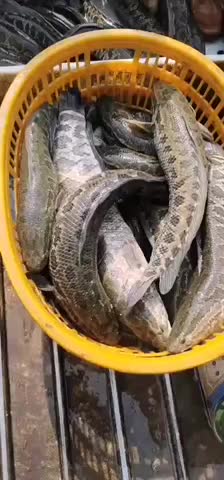 广东黑鱼价格最新走势分析