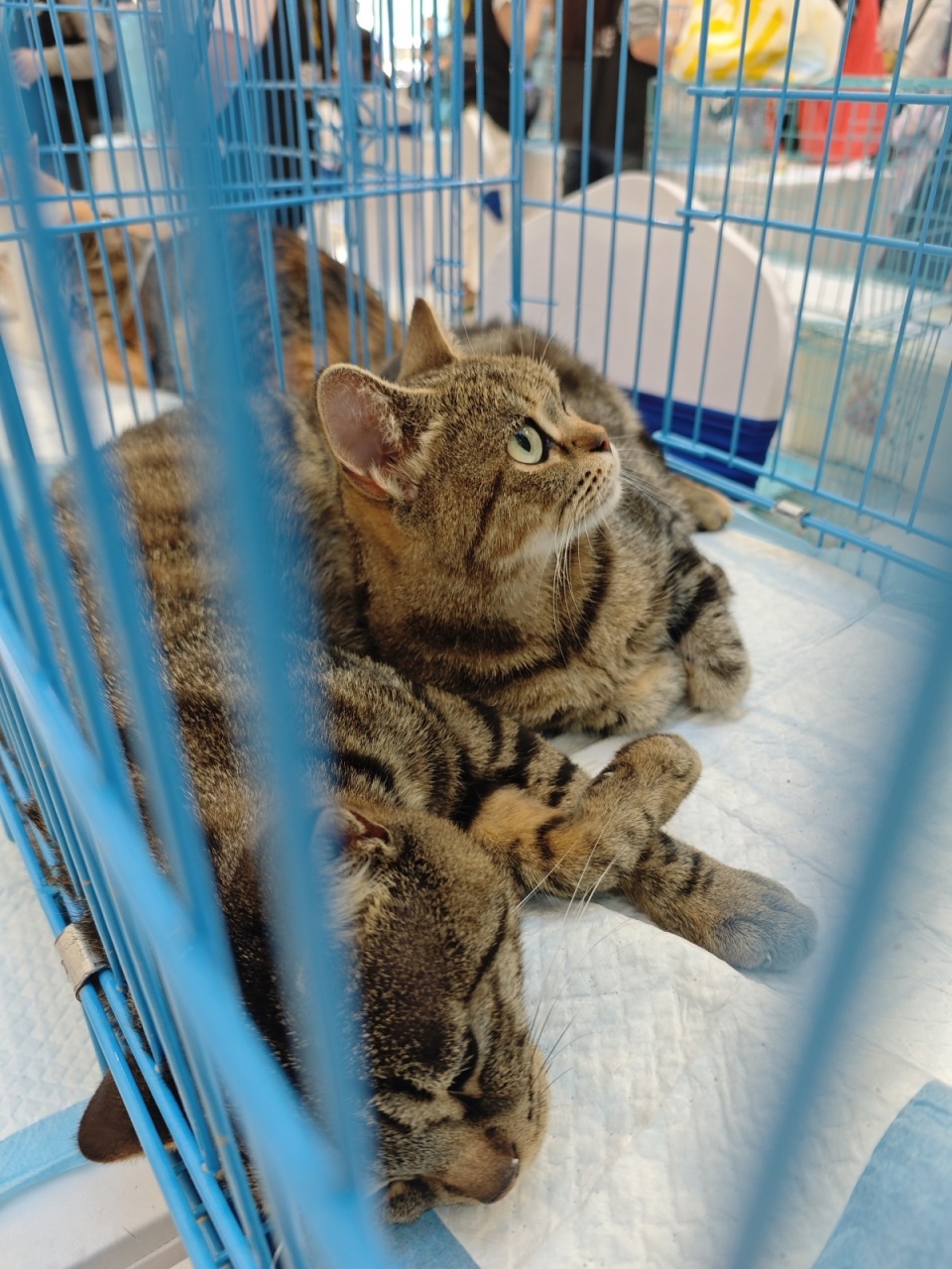 加菲猫最新版