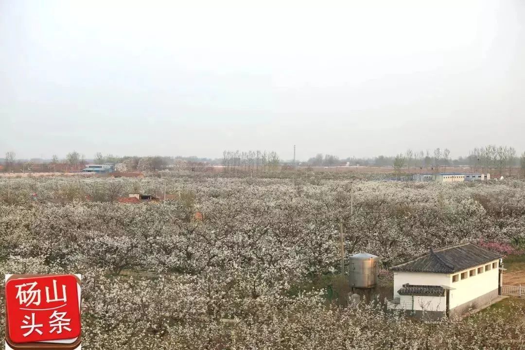 砀山最新动态