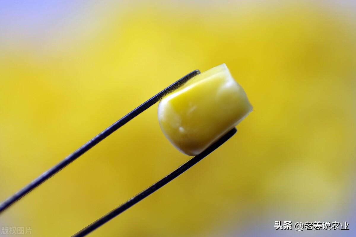 玉米淀粉最新价格及自然美景旅行探索