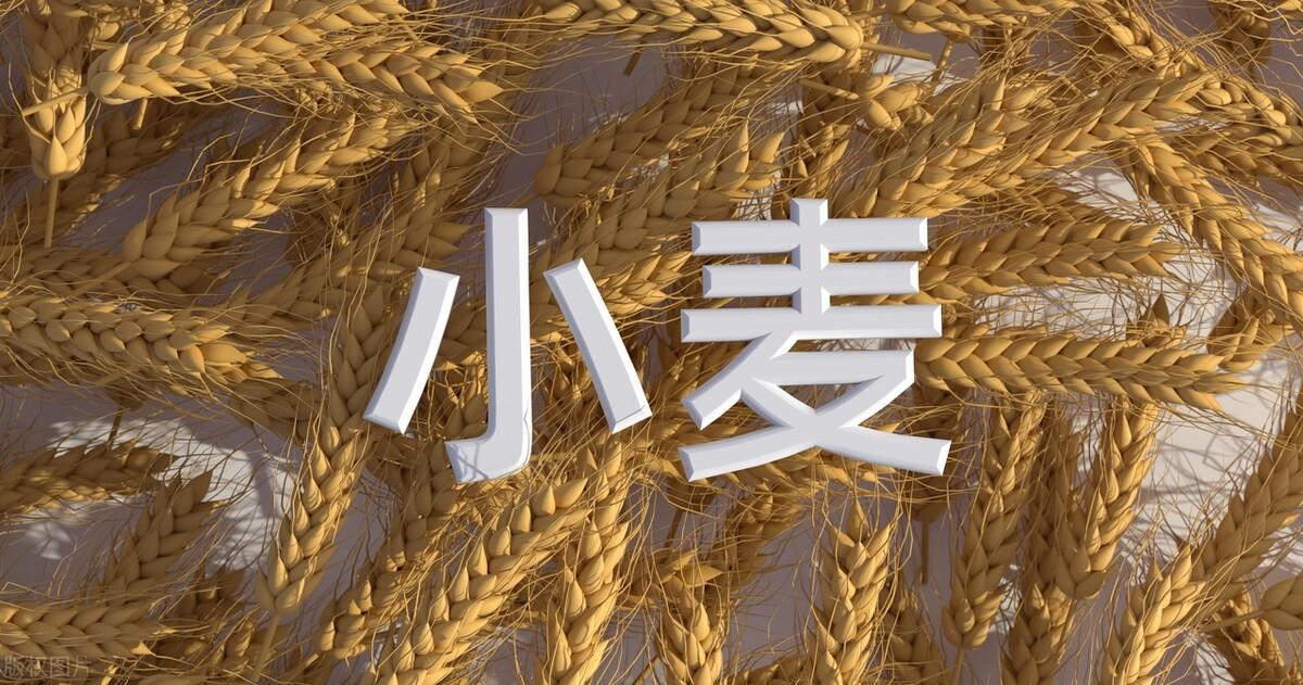 山东小麦价格最新行情动态更新🌾