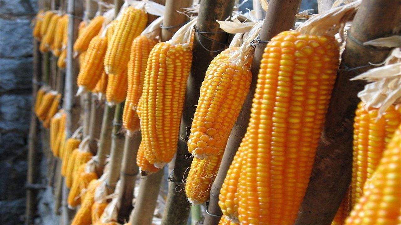 科技引领未来，最新玉米价格智能追踪报告