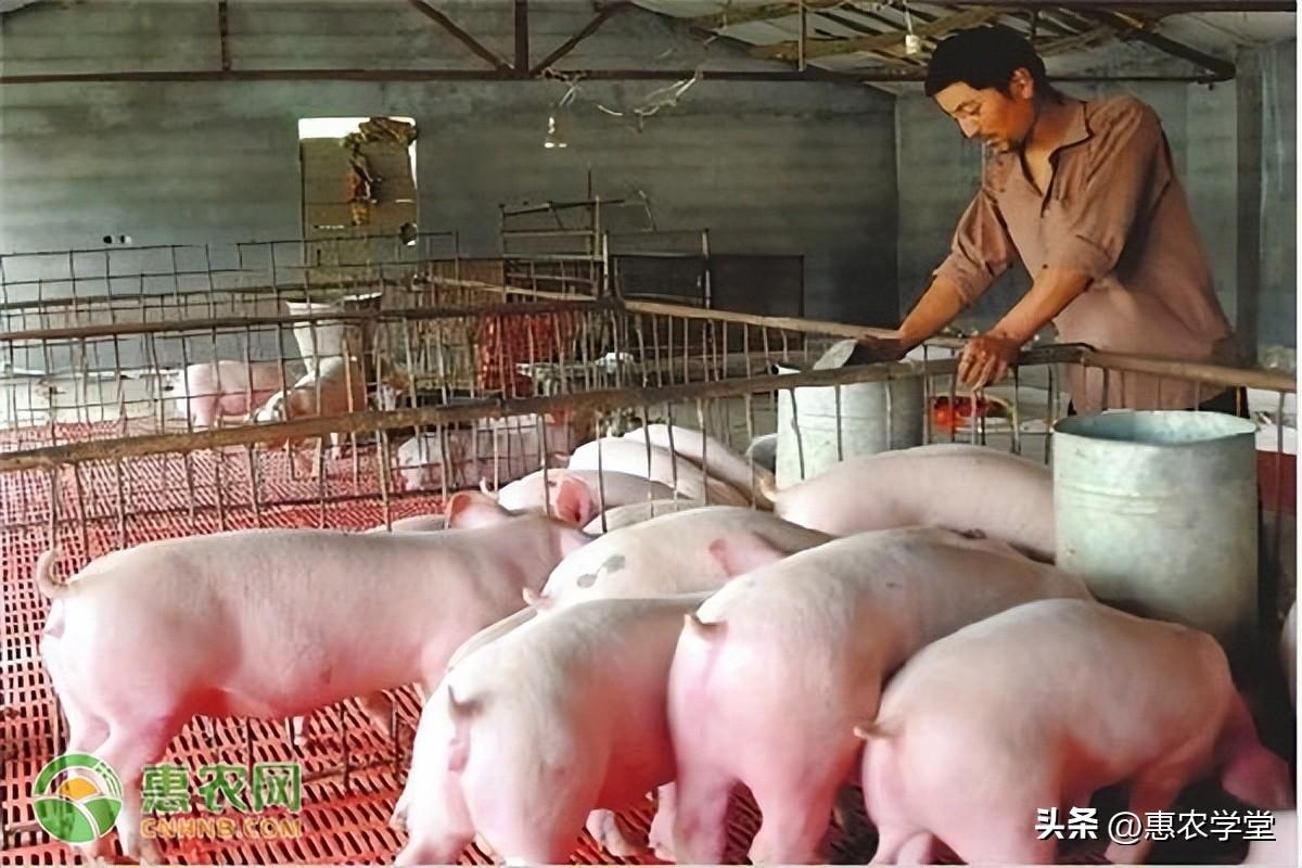 明日生猪价格动态，市场走势、影响因素与时代地位分析