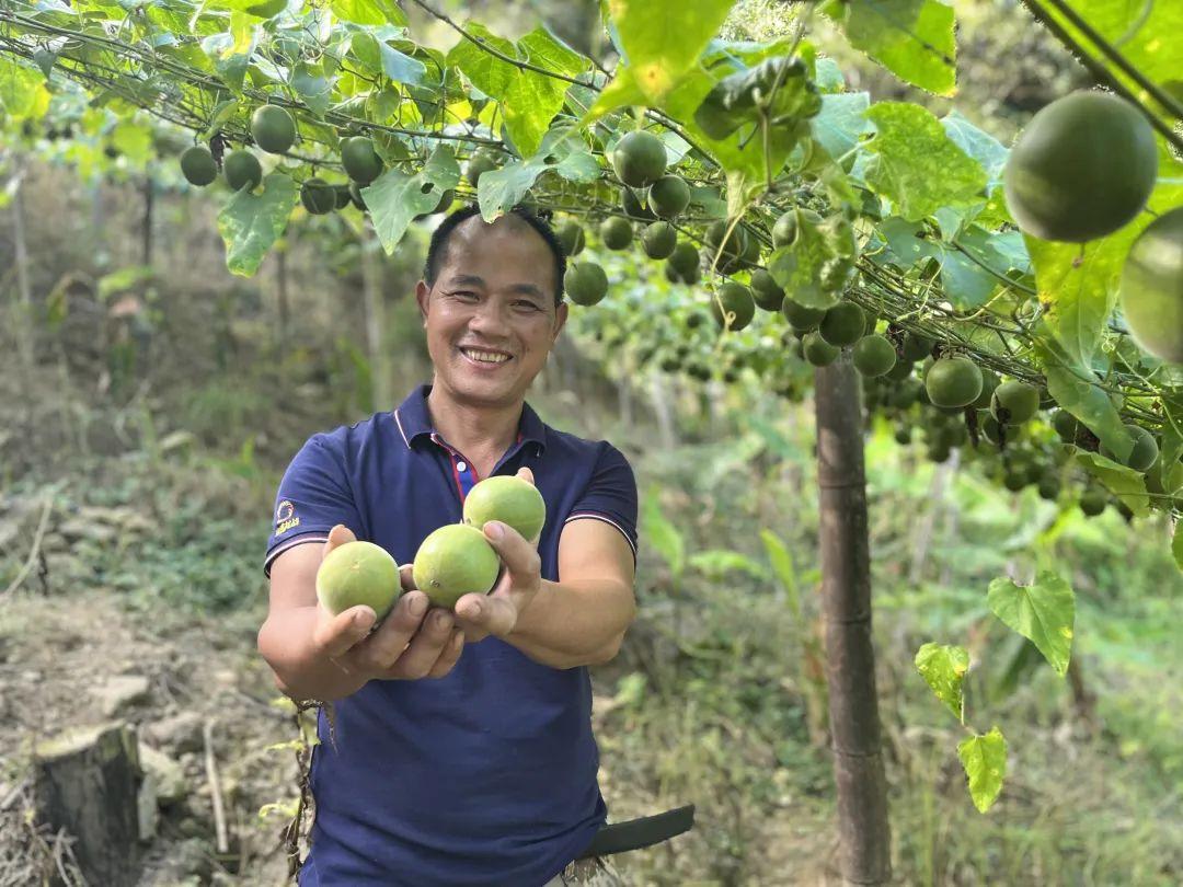 罗汉果价格行情深度解析与趋势预测