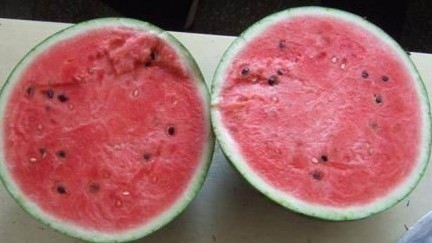 青州西瓜价格最新动态更新