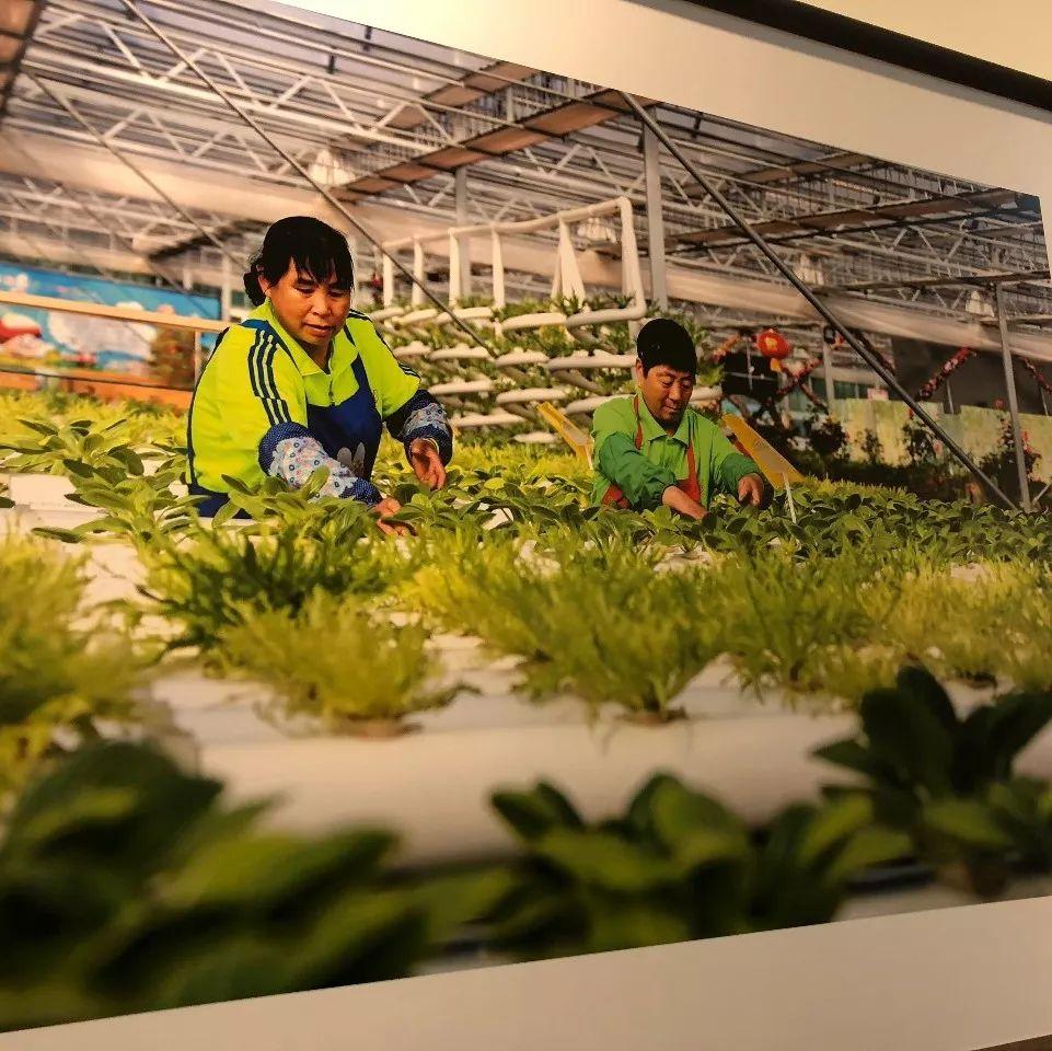 武清最新规划详解，步骤指南与资源概览