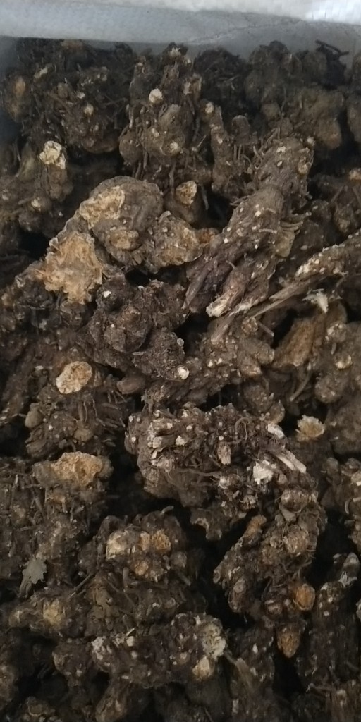 探索最新苍术价格，小巷特色小店的秘密