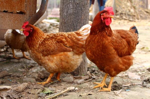 最新肉毛鸡价格分析与趋势预测
