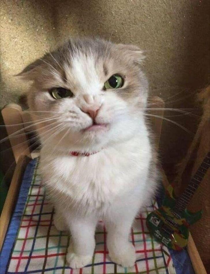 粉猫最新版惊艳亮相，开启全新猫咪世界体验！