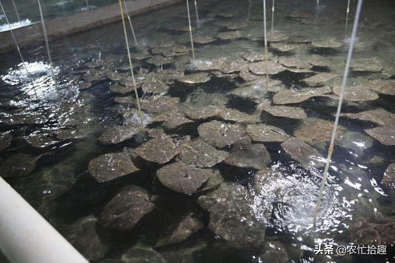 四氢呋喃今日最新价格及市场走势深度解析
